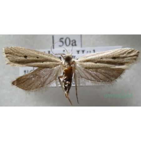 Nothris verbascella (Denis & Schiffermüller, 1775) Czech50a